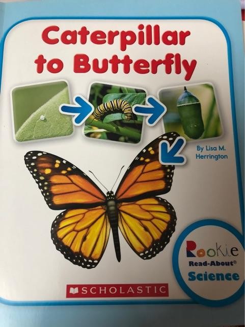 caterpillar  to    butterfly