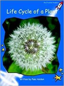 life   cycle   of   a    plant